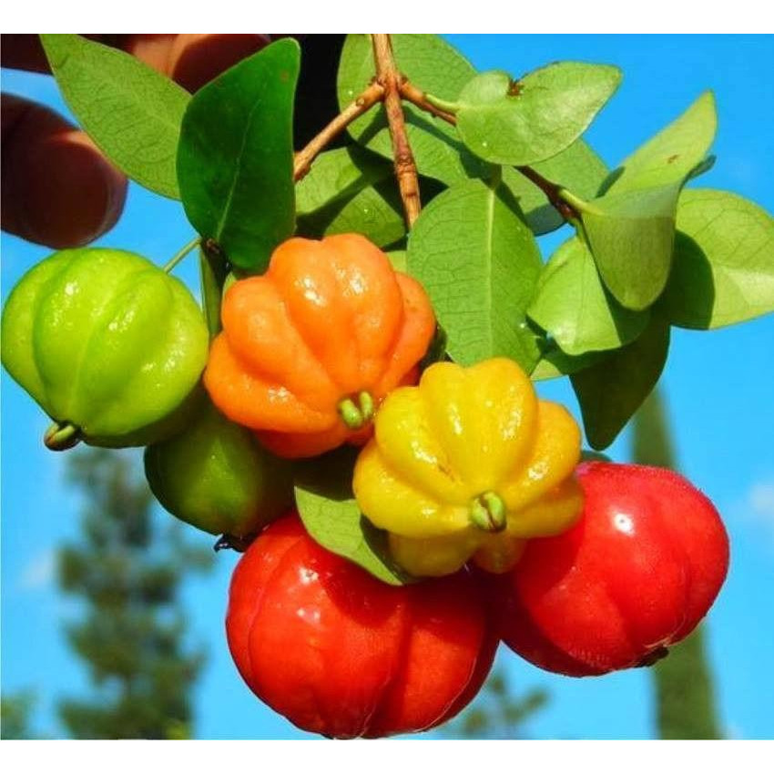 Cây Giống Cherry Surinam (Cherry Khía)