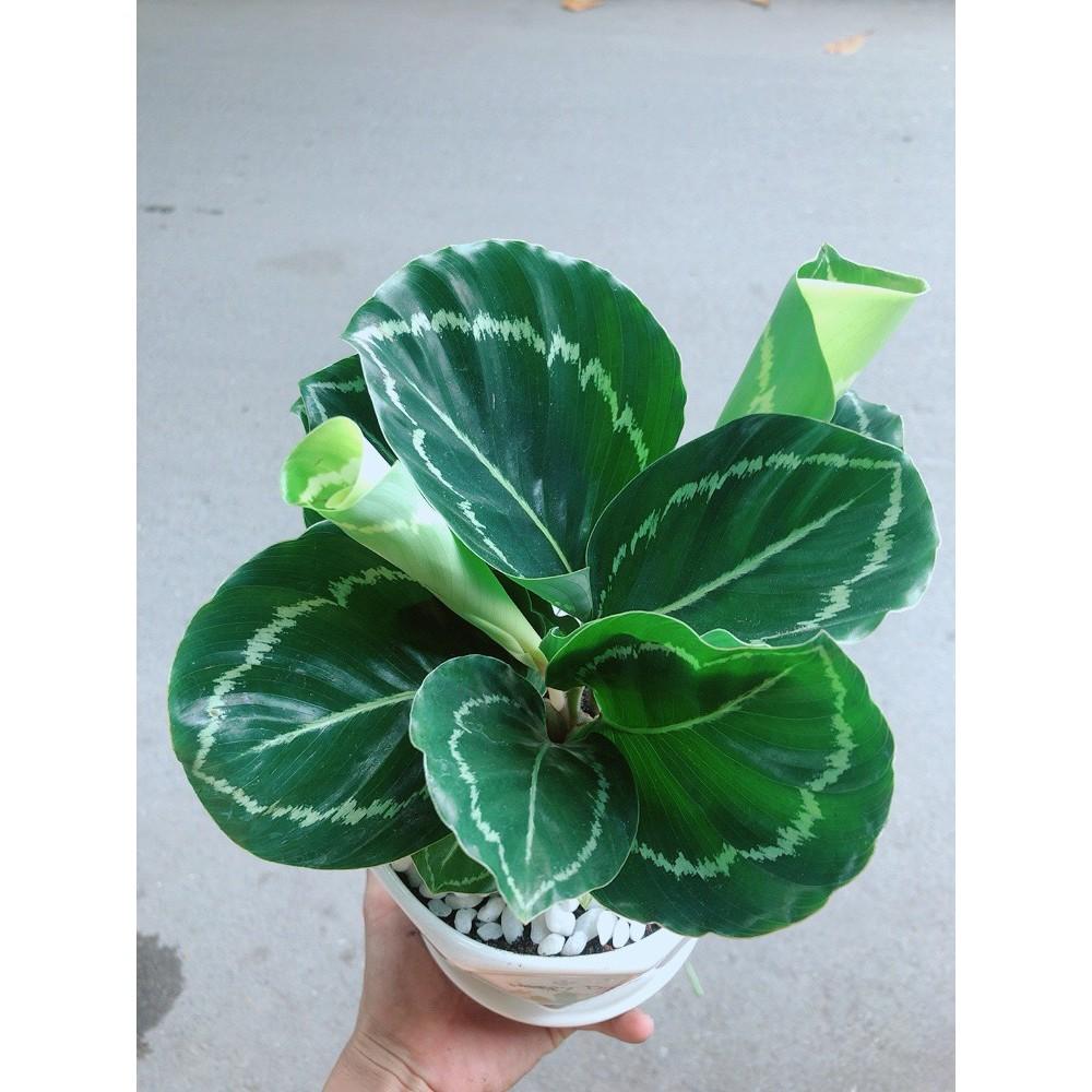 Chậu Đuôi Công Xanh