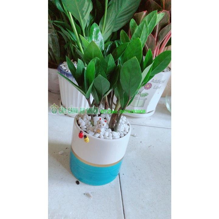 Chậu Cây Kim Tiền Thái Để Bàn