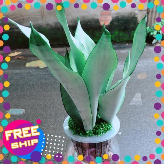 Chậu Lưỡi Hổ Bạc Thuỷ Sinh