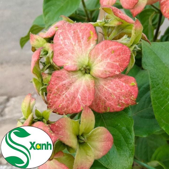 Cây Hoa Bướm Màu Hồng