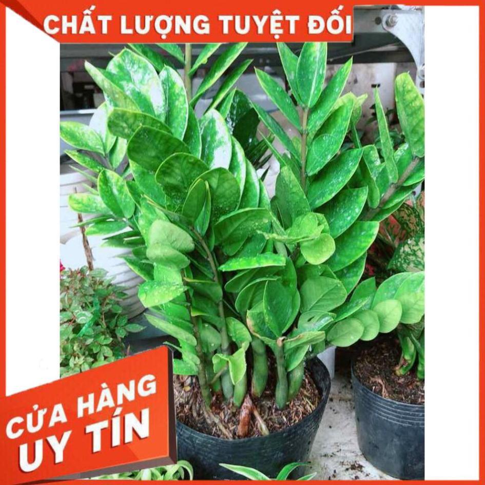 Kim tiền size đại Nhiều Người Mua