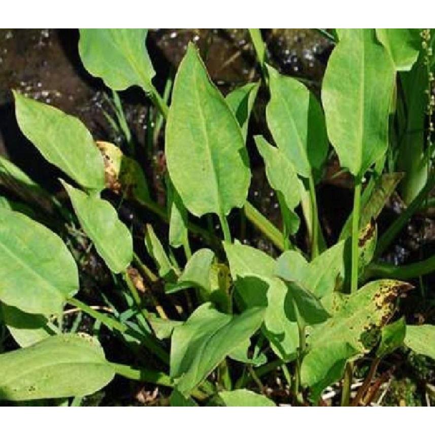 Hạt giống trạch tả - Cây dược liệu - 1 gói 50 hạt