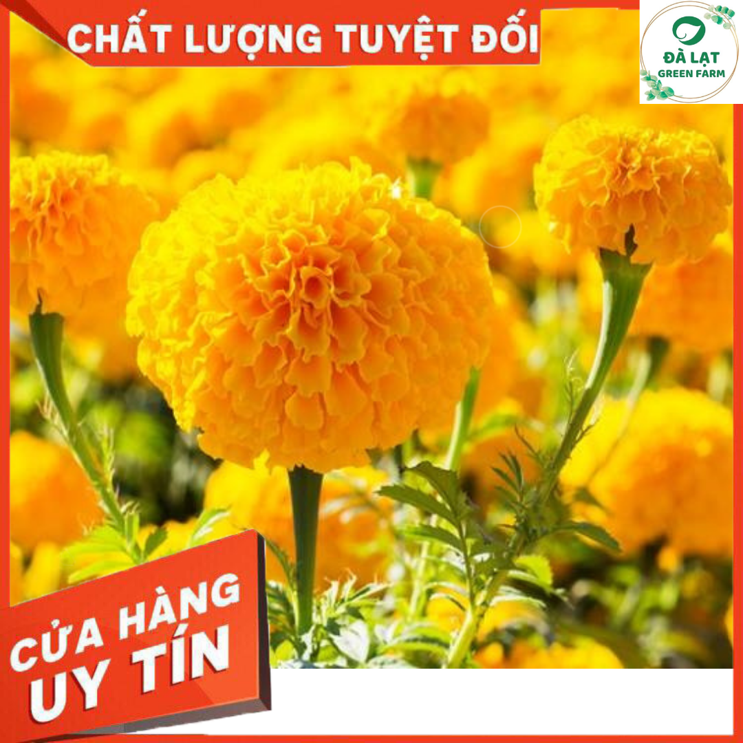 Bộ 1 gói Hạt giống hoa vạn thọ mỹ lùn màu cam- siêu hoa- hàng loại 1 -30 hạt