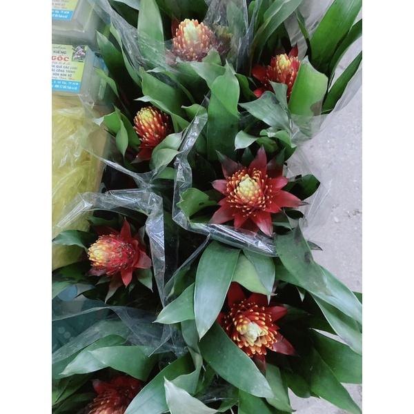 Cây Phong Lộc Hoa