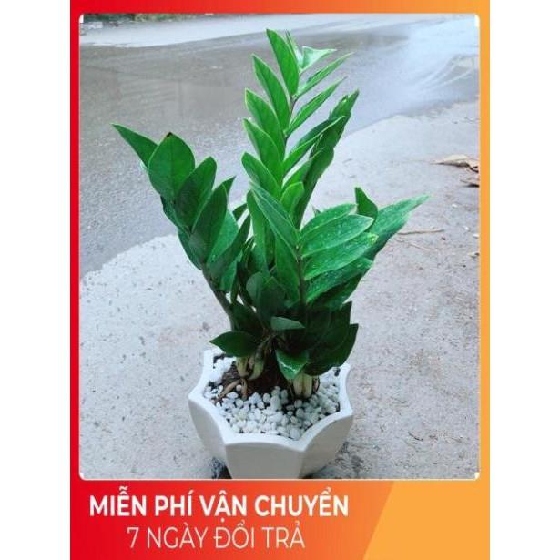 Chậu Kim Tiền