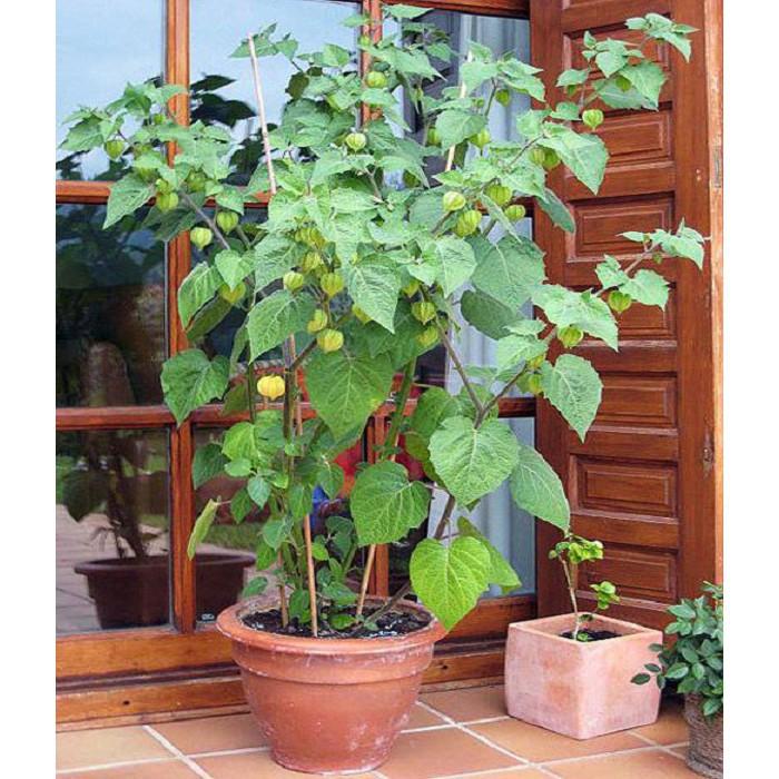 Hạt Giống Cây Thù Lù Nam Mỹ 50 hạt/gói