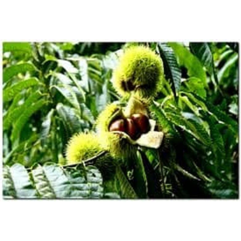 CÂY DẺ GIỐNG TRỒNG LẤY HẠT - Cây phát TRIỂN kinh tế