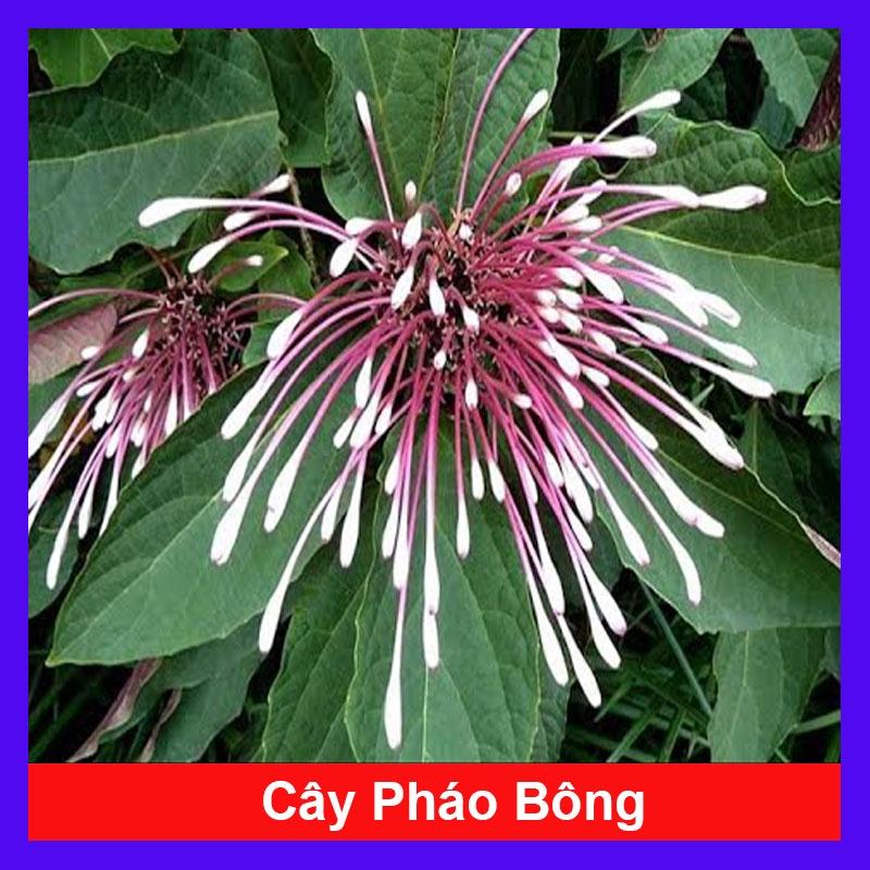 Cây Hoa Thiên Phúc - cây cảnh đẹp