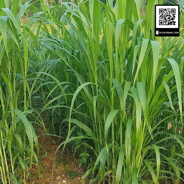 Hạt Giống Cỏ chăn nuôi SUDAN SUPER BMR - Gói 100gram