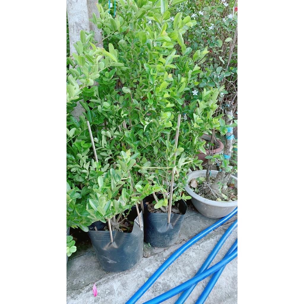 Cây Siro có sẵn quả