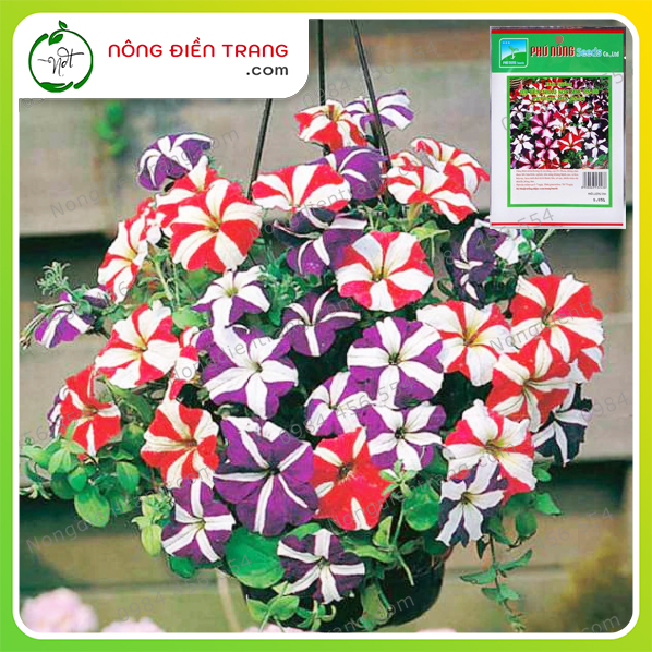 Hạt Giống Hoa Dạ Yên Thảo Sọc F1 Nhiều Màu Phú Nông - Gói 15 Hạt - Sinh Trưởng Khỏe, Hoa Đẹp Nở Nhiều Và Đều VTNN Nông Điền Trang
