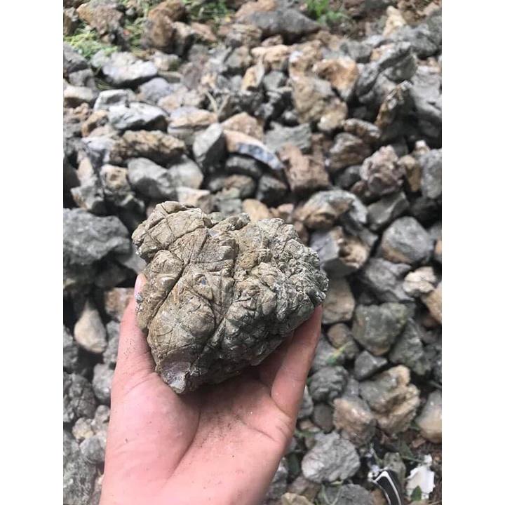 1kg đá Da Voi Trang Trí Bể Cá Thủy Sinh Mang Vẻ Đẹp Tự Nhiên