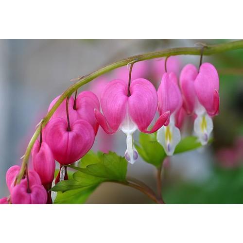 CHẬU CÂY GIỐNG HOA TIGON-LOÀI HOA SIÊU ĐẸP CÓ MÙI THƠM NHẸ,MANG CẢM XÚC TRẦM BUỒN