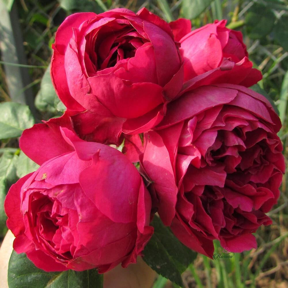 Hoa hồng đỏ leo Red Eden, hồng ngoại, hồng leo, thân gỗ,nguyên bản