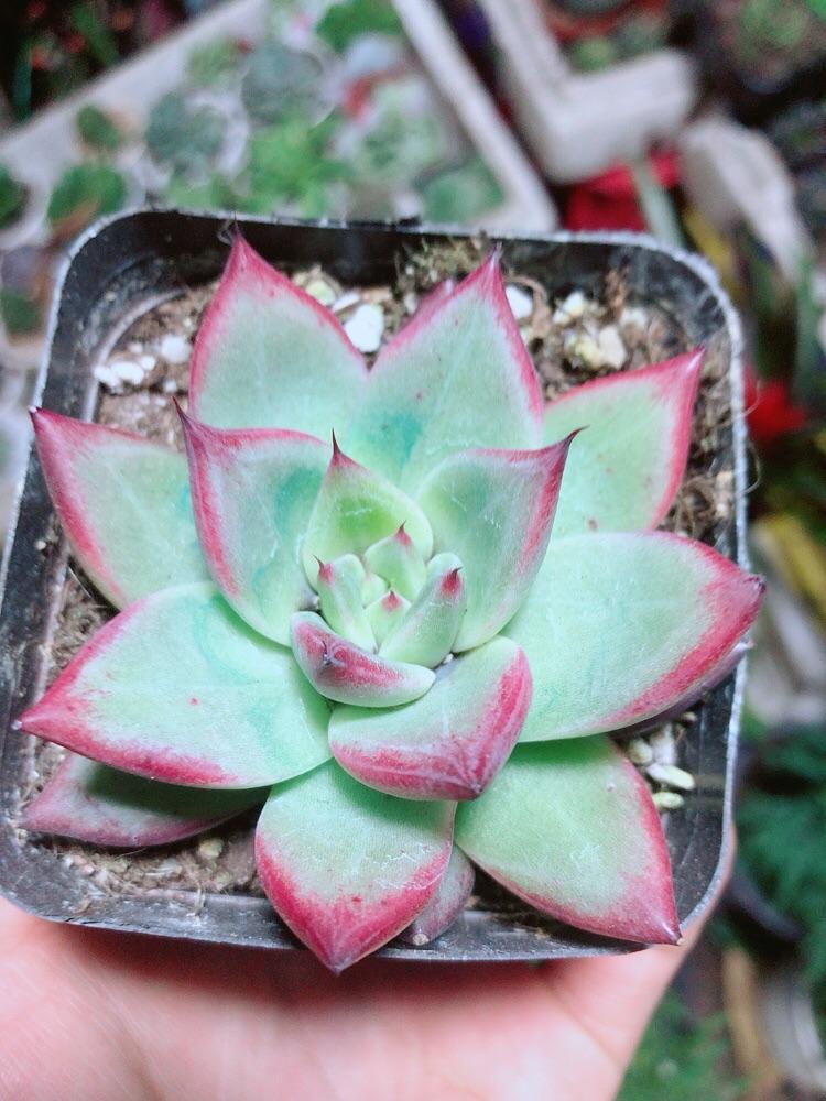 Sen Đá Đế Vương