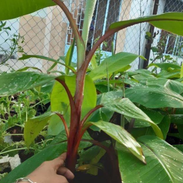 Cây giống CHUỐI ĐỎ ngọt thơm - hàng cây giống CHUẨN F1 - Cam Kết Chuẩn Giống + Tặng 02 cây nhót ngọt