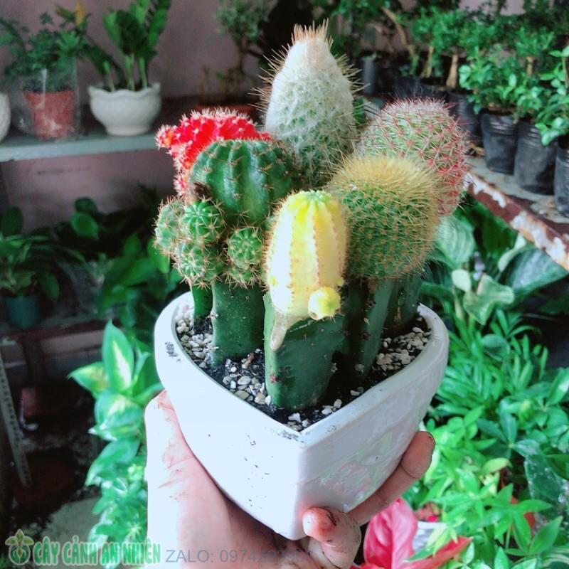 Chậu Xương Rồng Tiểu Cảnh