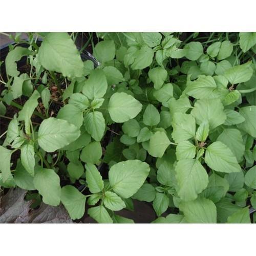 Hạt giống rau dền cơm 5gr