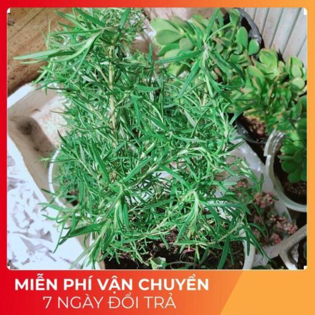 Chậu Hương Thảo