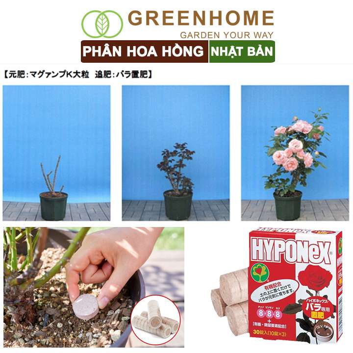 Phân bón hoa hồng Nhật, Hyponex 8.8.8, giúp thân to khoẻ, nhiều chồi, hoa to, lâu tàn |Greenhome