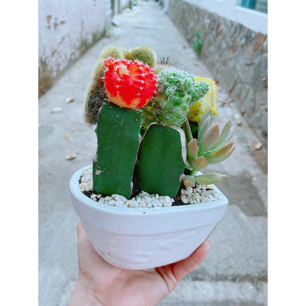 Chậu xương rồng tiểu cảnh