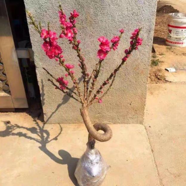 Cây đào thất thốn dạng xoắn giống