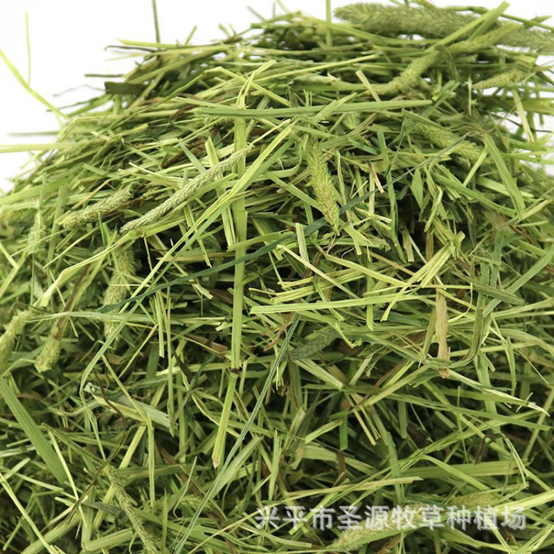 Túi 500 gr Cỏ Timothy cho thỏ , bọ ú , chuột lang ...