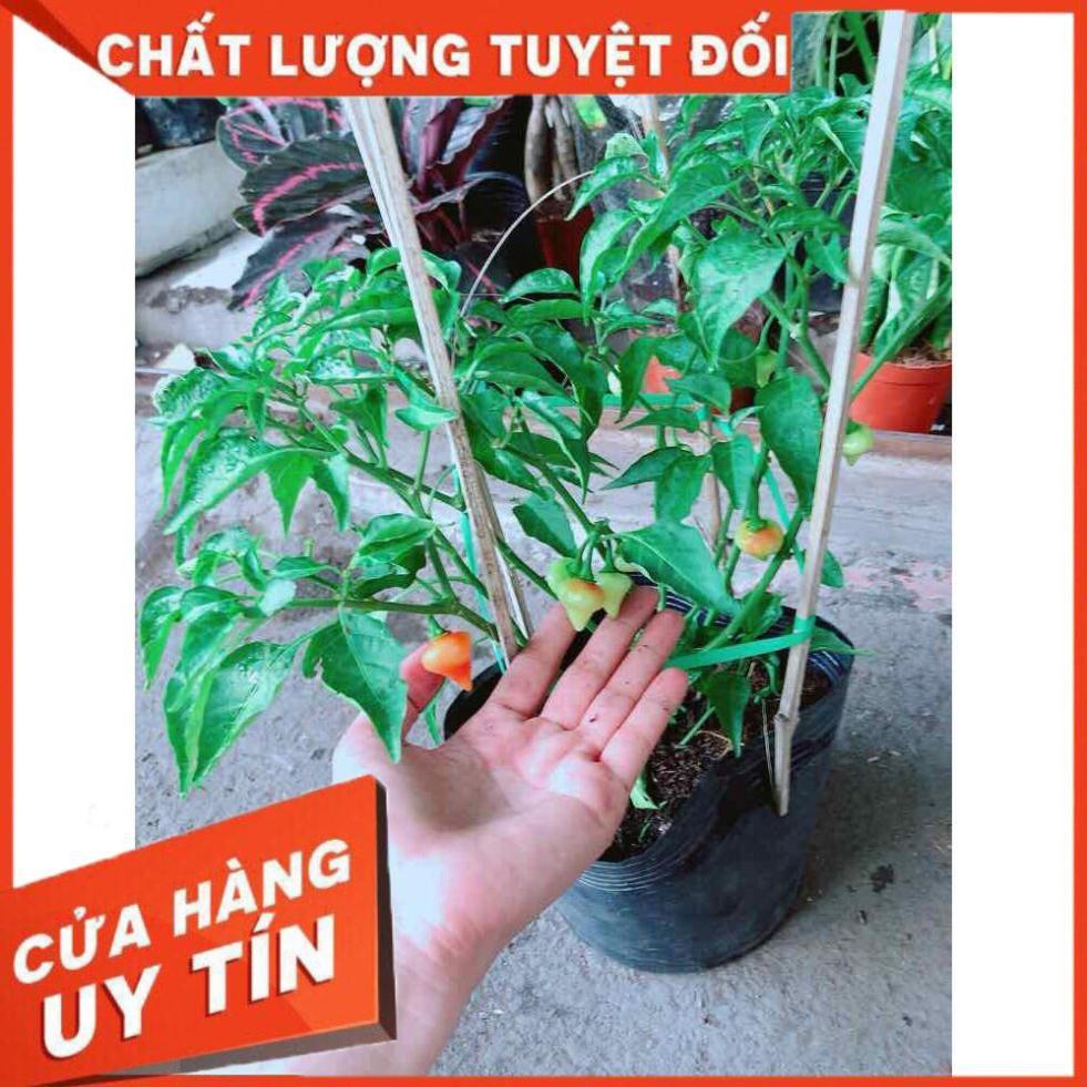 Chậu Ớt Kiểng Nhiều Người Mua