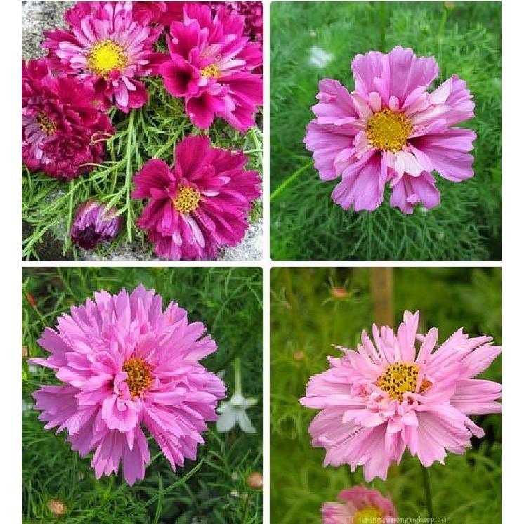 Hạt giống hoa cúc sao nháy hoa cánh kép nhiều màu - 1 gói 100 hạt