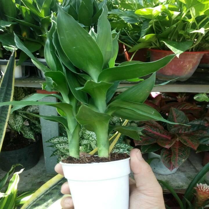 Cây phát tài cây đẹp giống chuẩn
