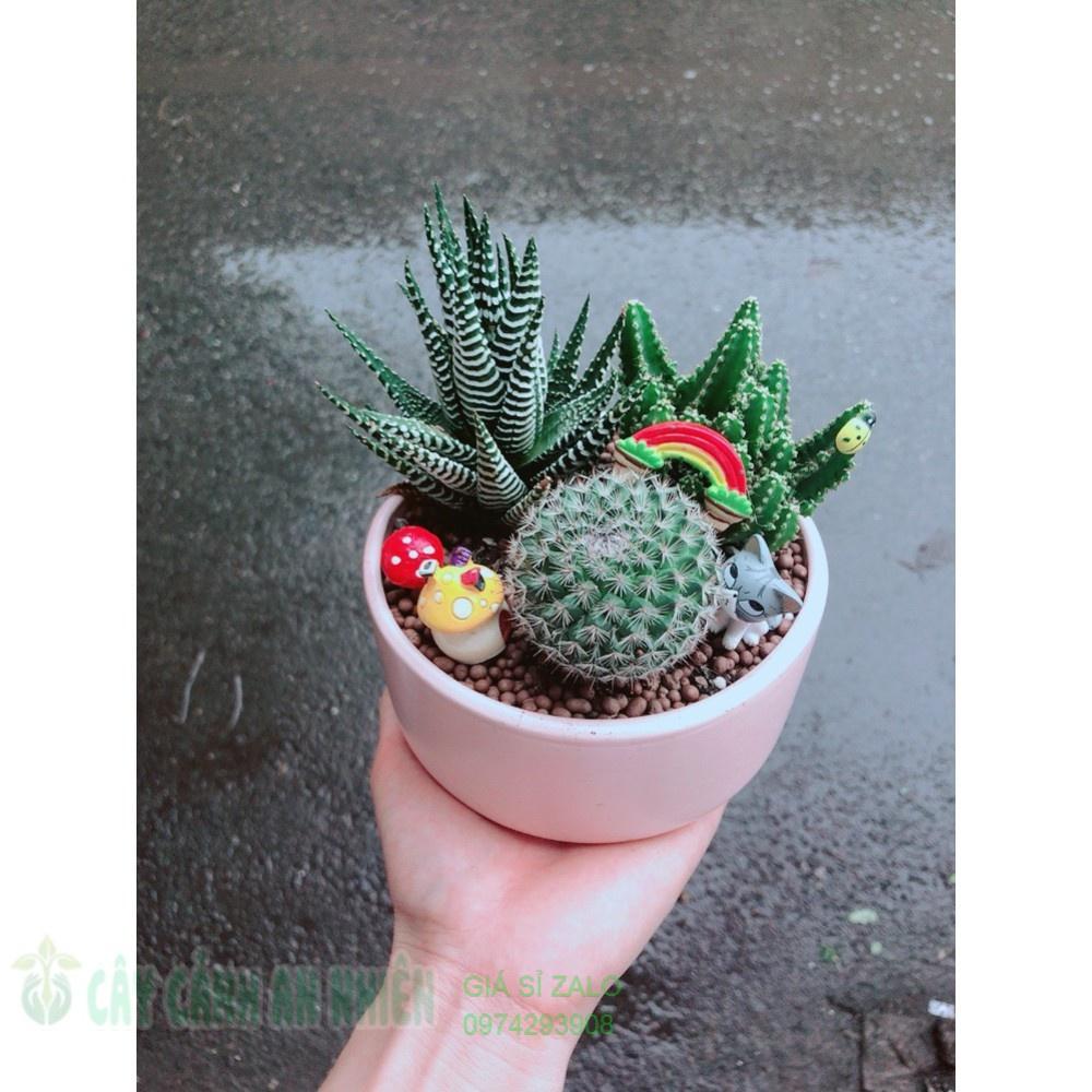 Chậu xương rồng tiểu cảnh