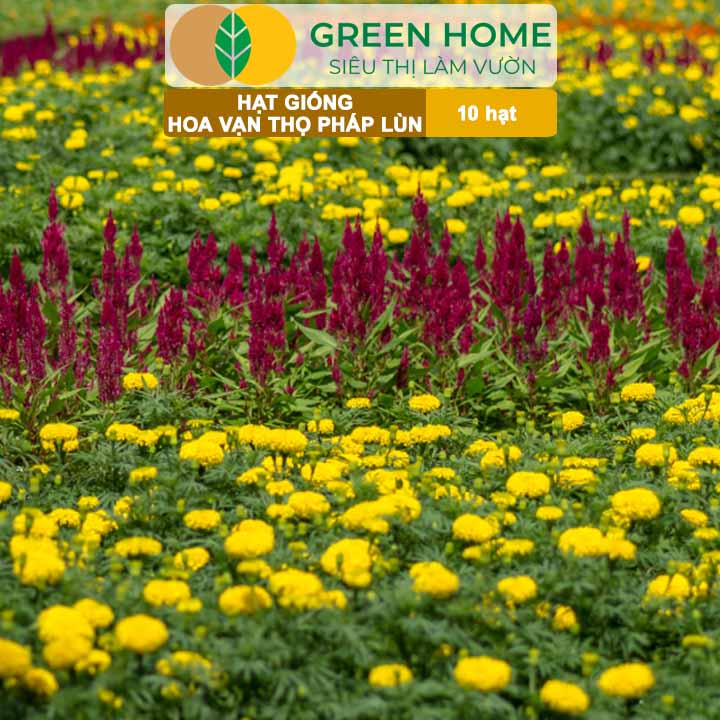 Hạt Giống Hoa Vạn Thọ Pháp Lùn F1 Vàng Chanh GreenHome, Gói 10 hạt, Dễ Trồng Quanh Năm, Trồng Chậu H19