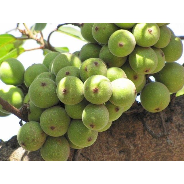 CÂY GIỐNG SUNG TA TRƯỞNG THÀNH