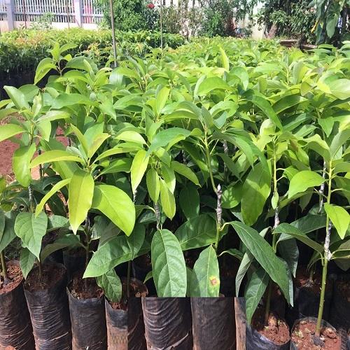 Cây giống Bơ Sáp siêu quả