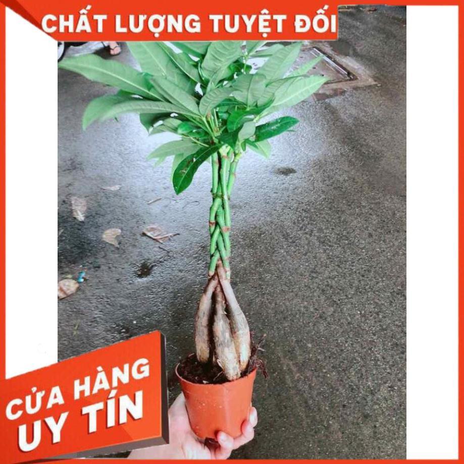 Kim Ngân 5 thân Nhiều Người Mua