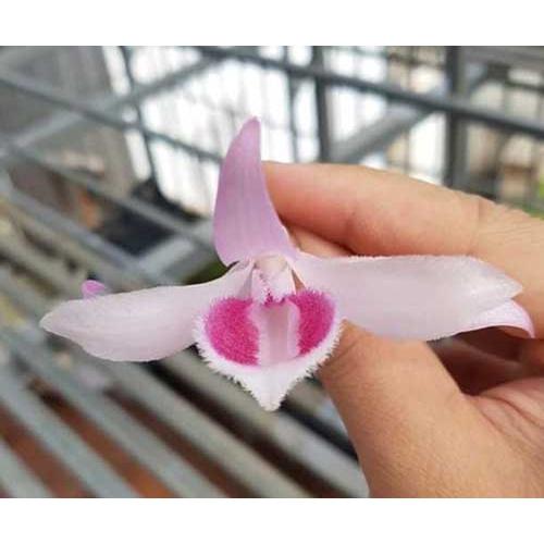 Cốc lan phi điệp đột biến 5 cánh HỒNG GIA LAI, hoa cực đẹp, cực hiếm, hàng gieo hạt, cây y hình