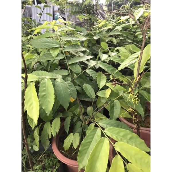 Cây hoa dẻ rừng cao 60-70cm