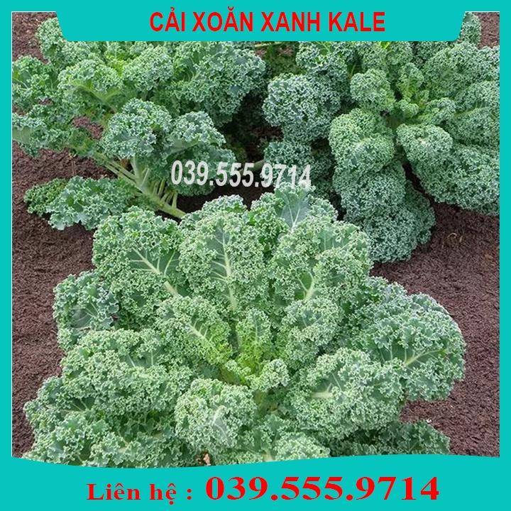 Combo 5 Loại Hạt Giống Rau Cải Khác Nhau- Rau dễ trồng dễ chăm sóc