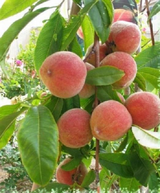 CÂY GIỐNG ĐÀO BÁT TIÊN SIÊU QUẢ SIÊU NĂNG SUẤT- CAM KÊT GIỐNG CHUẨN F1