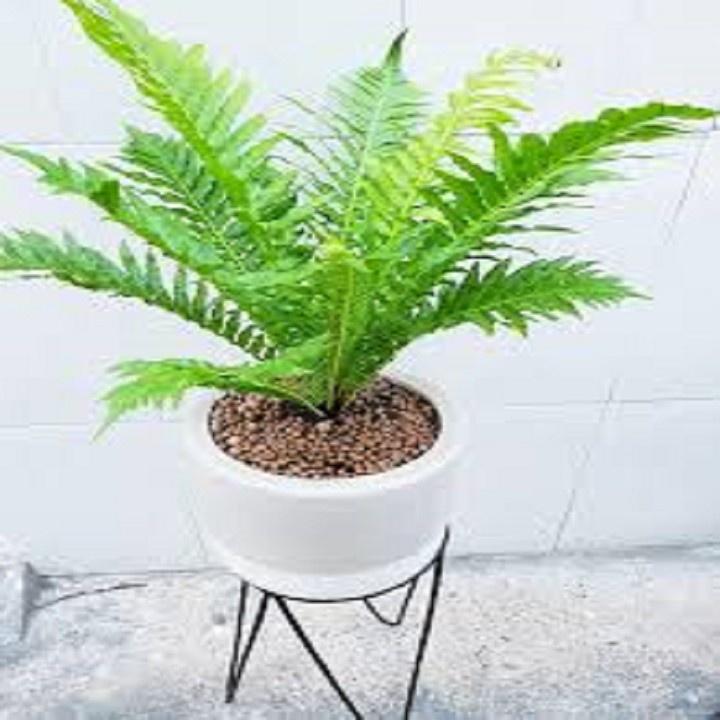CÂY DƯƠNG XỈ KHỔNG TƯỚC