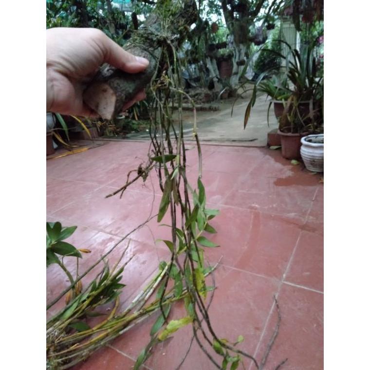 Hoa phong lan hoàng thảo hương vani