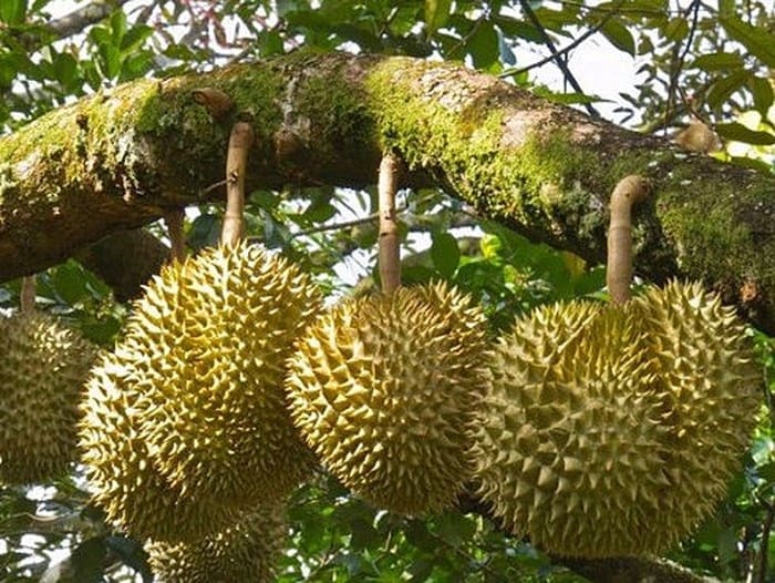Phân bón chuyên dưỡng trái - SUPER FRUIT - Giúp trái chắc ngọt, sáng đẹp, bảo quản được lâu sau khi thu hoạch
