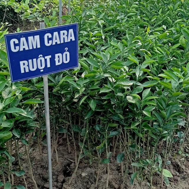 Cây giống cây cam cara