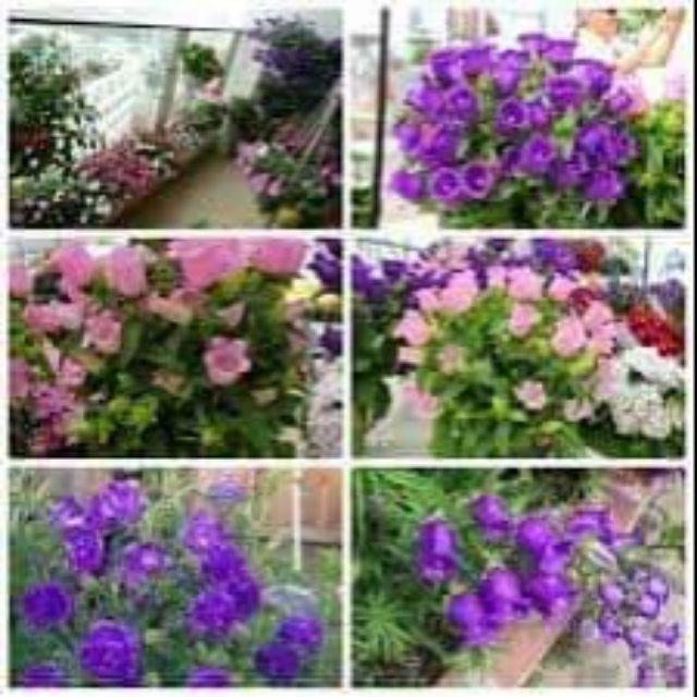 Hạt giống hoa chuông kép mix màu