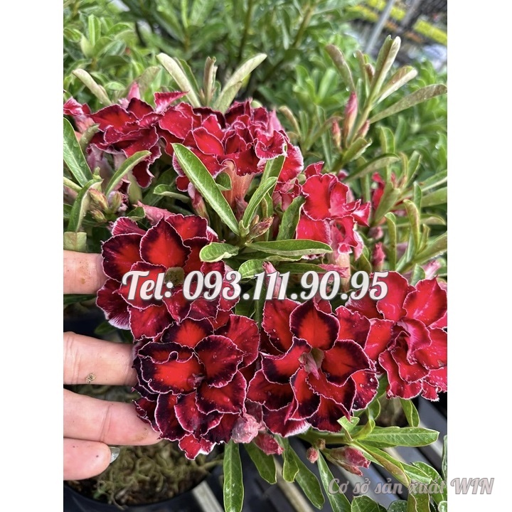 Hạt giống hoa sứ kép Thiên Vương Đài Loan - Bịch 10 hạt – Mã số 2078
