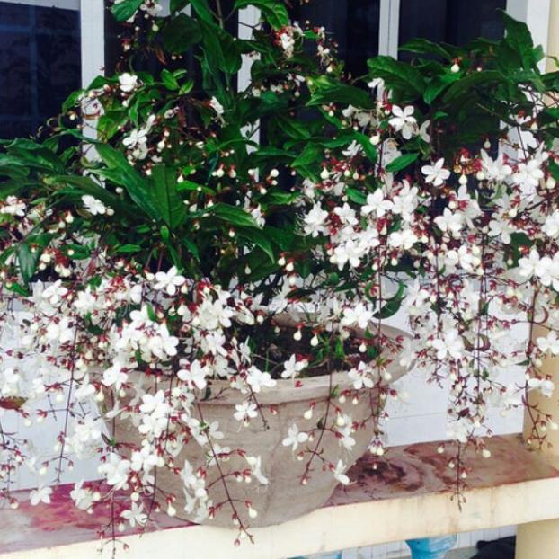 CHẬU CÂY " Dạ Ngọc Minh Châu " – hoa chơi tết mang lại tài lộc + Tặng 01 cây dâu da đất