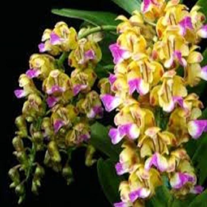 Hoa lan giáng hương hoàng nhạn tháng 8