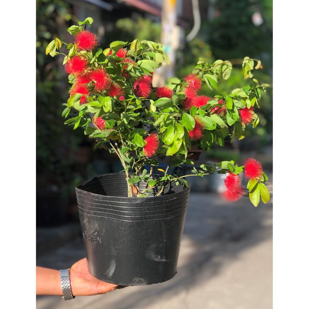 Chậu cây Điệp Lào cao 80mm-100mm