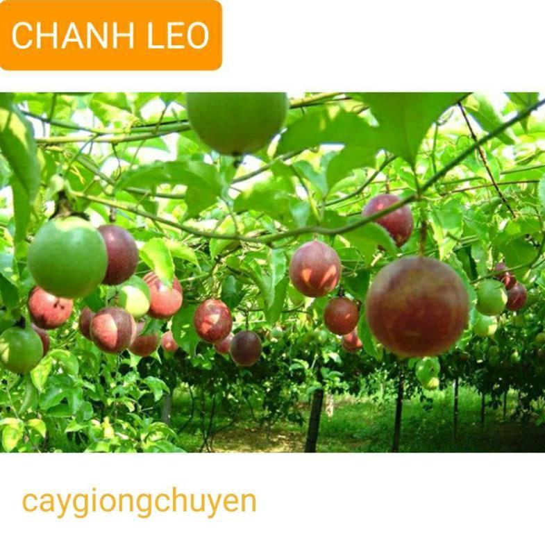 GIỐNG CÂY CHANH DÂY NĂNG SUẤT CAO